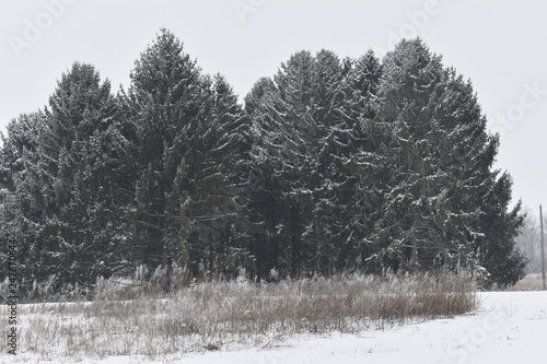 winter trees in the snow © steven