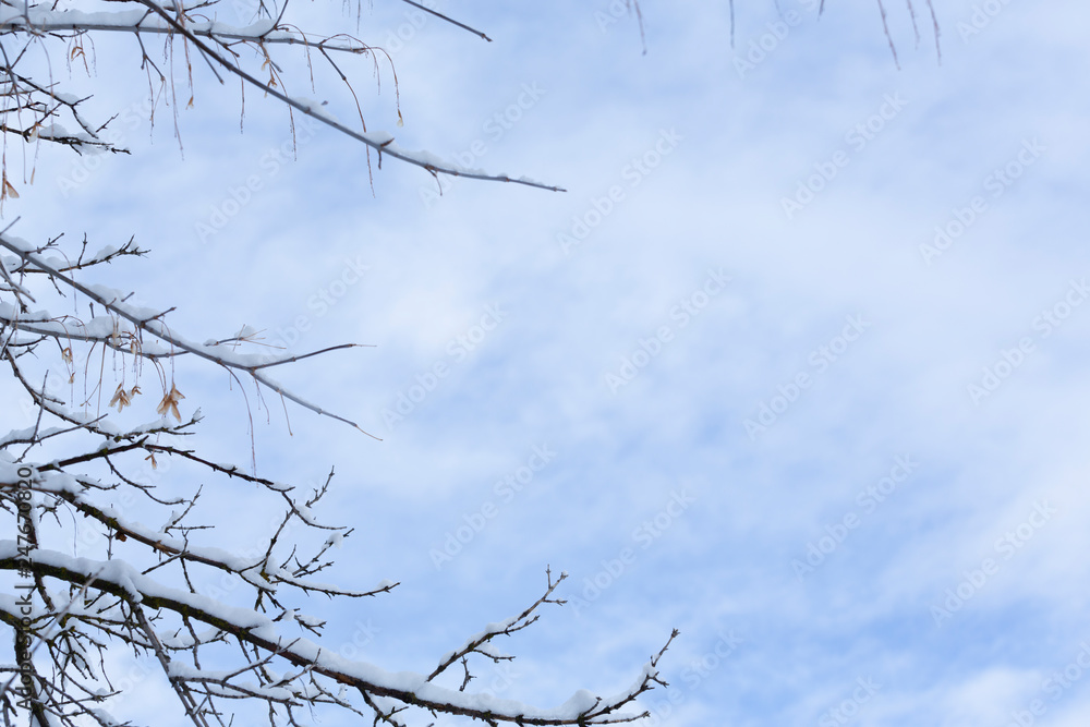 snowy branches against a blue cloudy sky
