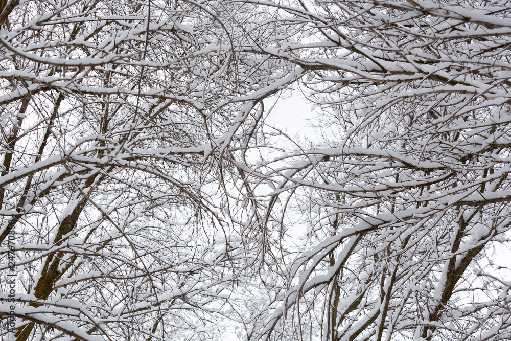 snowy branches background pattern against the sky snowy branches background pattern against the sky