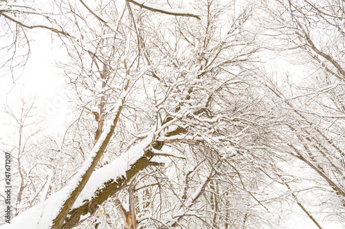 Fototapeta Naklejka Na Ścianę i Meble -  Tree in winter covered with snow