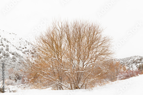 tree branches in snow