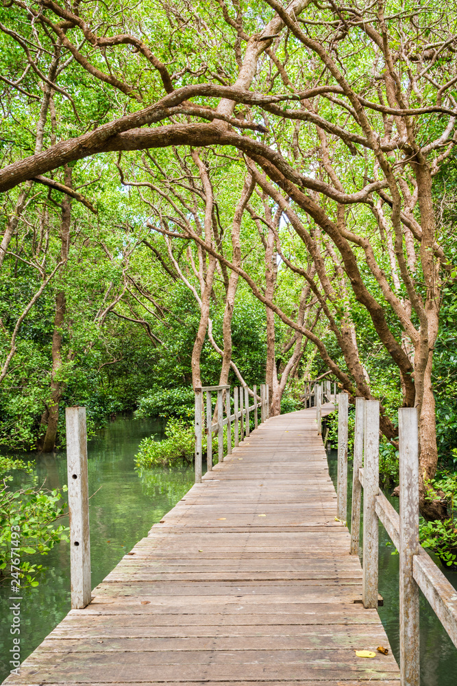 Wooden walkway through beautiful mangrove forest.