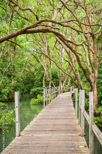 Wooden walkway through beautiful mangrove forest.