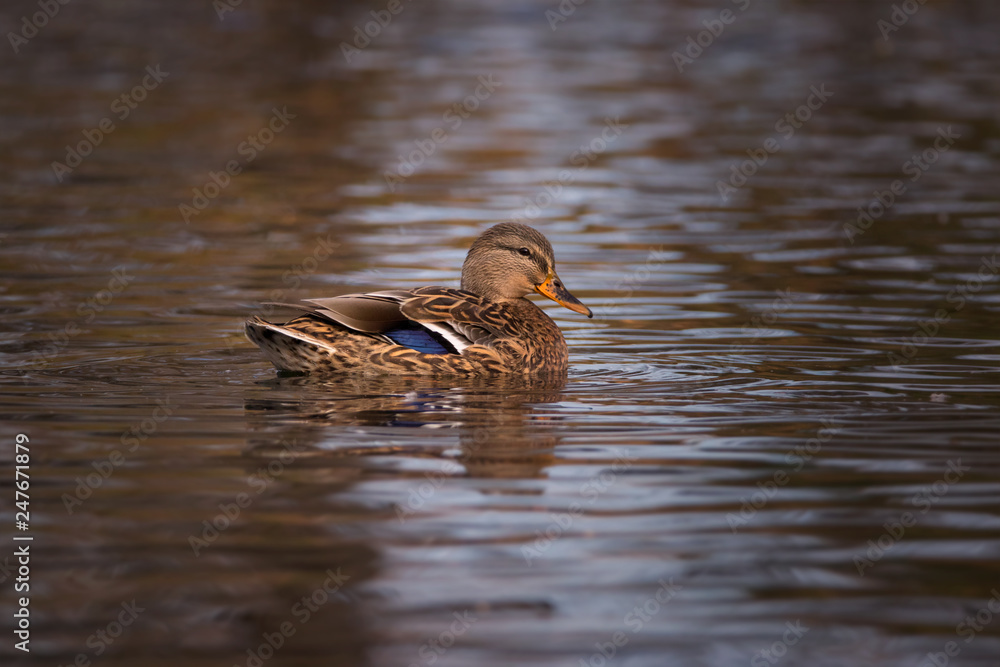 Closeup of female Mallard duck in water Closeup of female Mallard duck in water