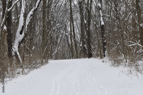 road in winter forest © steven