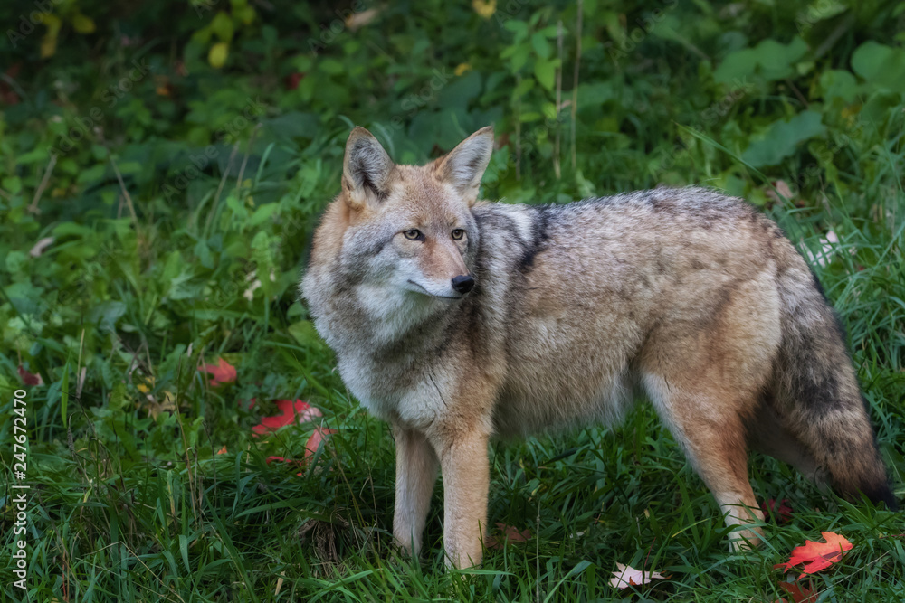 Closeup of Coyote in grass field near forest