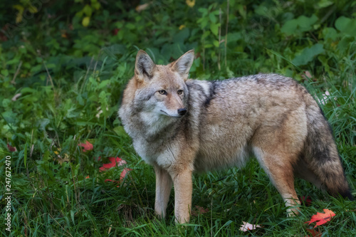Closeup of Coyote in grass field near forest