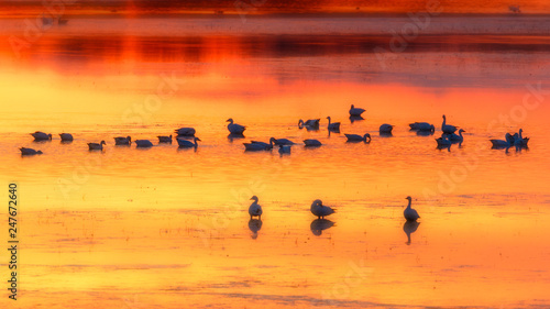 Snow Geese in bright orange yellow sunset reflections waters