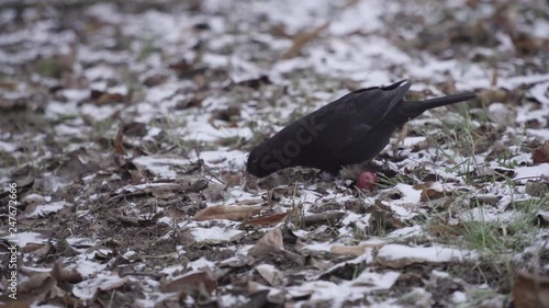 Сommon blackbird jumping on the snowy gorud and eating photo