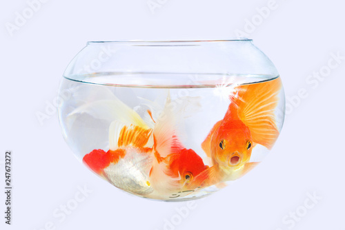goldfish on the white background