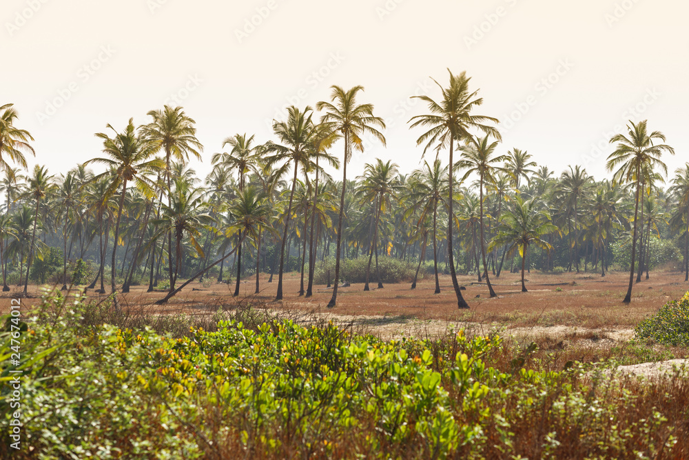 custom made wallpaper toronto digitalMany palm trees. Travel in asia. Coconat.