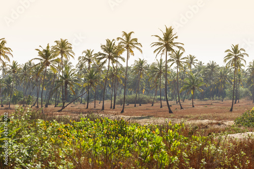 Wallpaper Mural Many palm trees. Travel in asia. Coconat. Torontodigital.ca