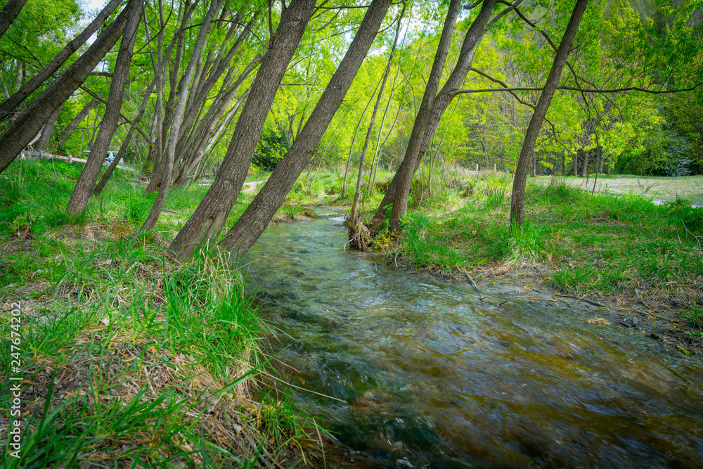 Obraz premium Stream flows through forest