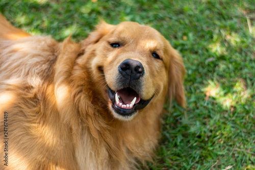 Cachorro Golden Retriever Feliz sorrindo e olhando para mim.
