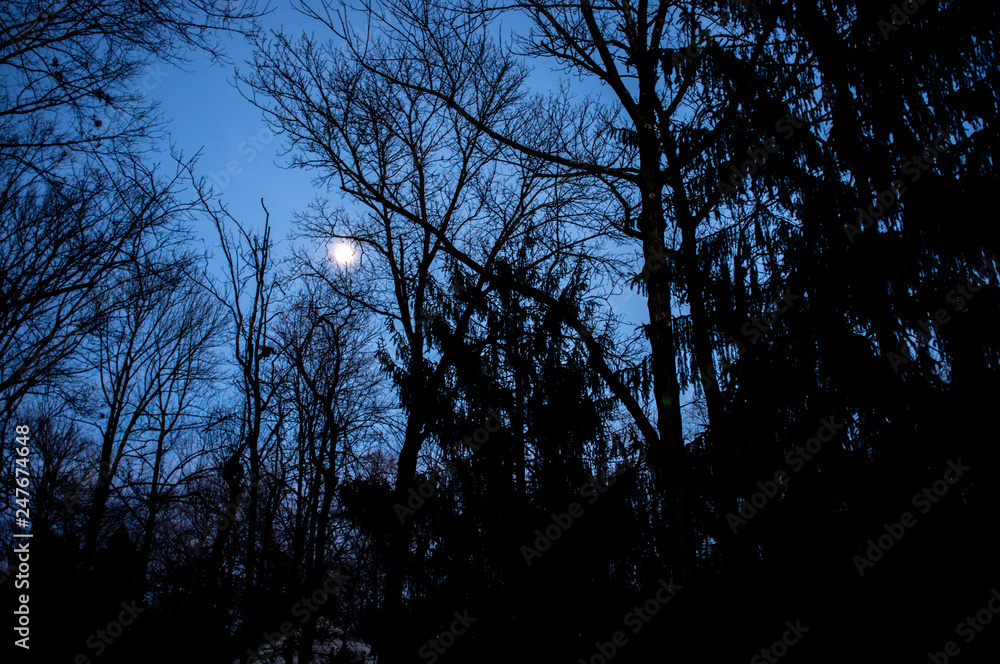 full moon above the forest in winter full moon above the forest in winter
