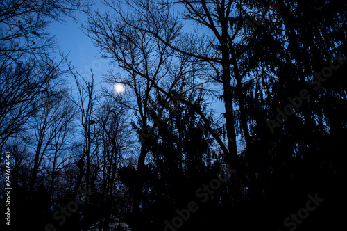 full moon above the forest in winter