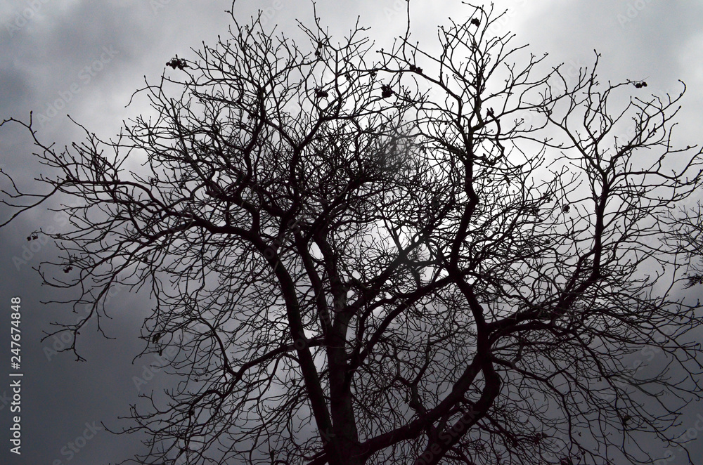 Bare leafless tree, cloudy sky, winter landscape Bare leafless tree, cloudy sky, winter landscape
