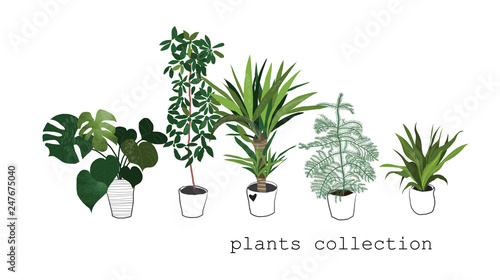potted plants collection. succulents and house plants. hand drawn vector art.  Set of house indoor plant vector cartoon doodle.