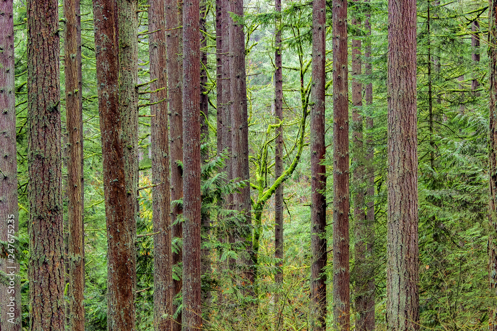 Fototapeta premium Color image of trees in a Portland, Oregon forest.