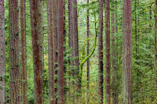 Fototapeta Naklejka Na Ścianę i Meble -  Color image of trees in a Portland, Oregon forest.