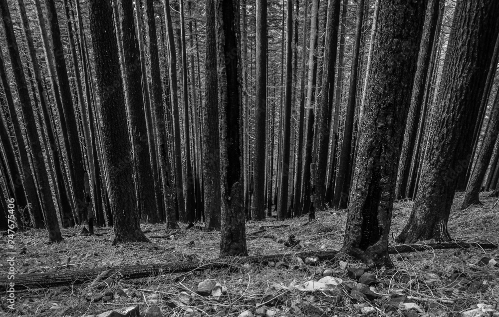 Naklejka premium Black and white image of trees burned in a forest fire in Oregon's Columbia River Gorge.