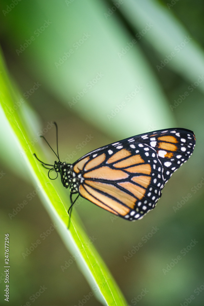 Vertical detail shot of black, orange, and white butterfly sitting on top of leaves in the middle of the garden with a strong bokeh in the background. Vertical detail shot of black, orange, and white butterfly sitting on top of leaves in the middle of the garden with a strong bokeh in the background.