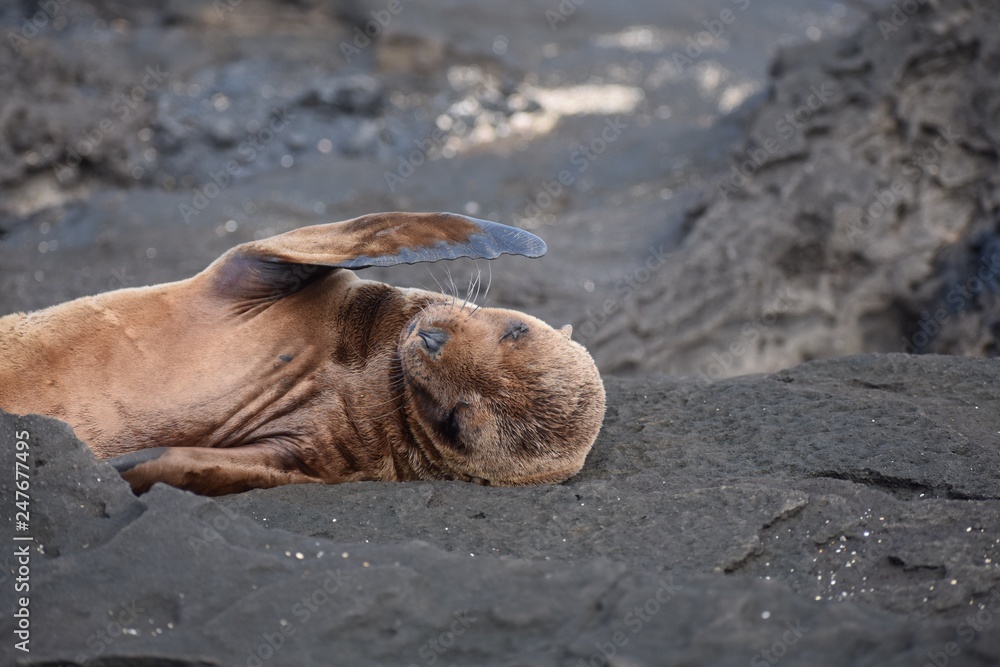 Fototapeta premium Baby sea lion laying on the rocks