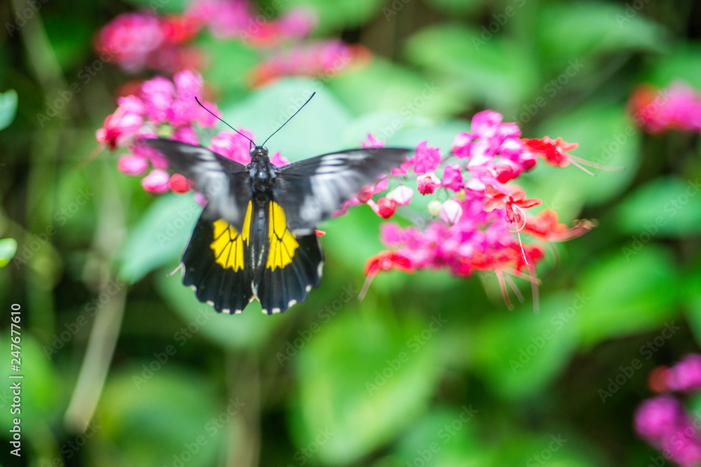 Yellow and black butterfly with its wings flapping over the purple flower in the middle of the garden. Yellow and black butterfly with its wings flapping over the purple flower in the middle of the garden.