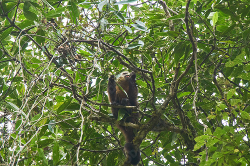 Monkey eating in tree