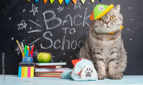 Canvas Print Funny cat schoolboy on the background of the blackboard