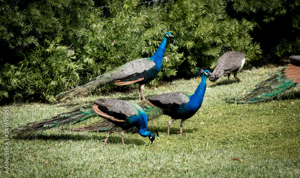 Fototapeta premium Peacocks menagerie in the front lawn