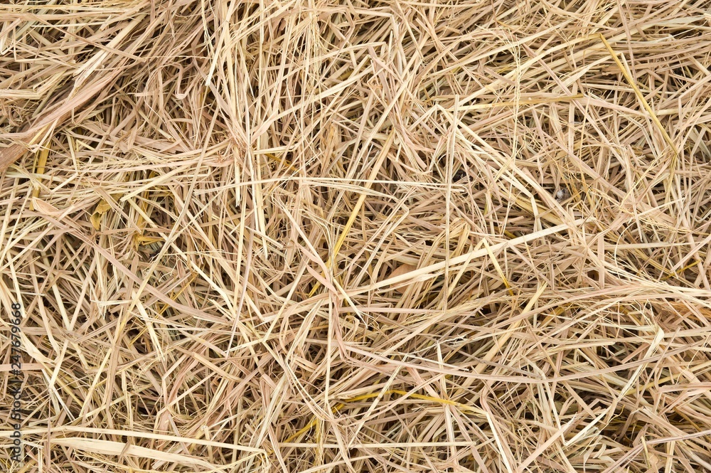 dry straw on the ground