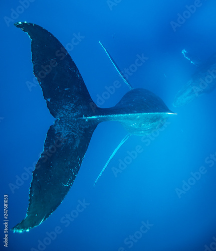 Humpback whales of Hawaii