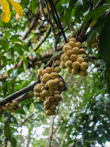 Lansium or Langsat tree in Thailand farm