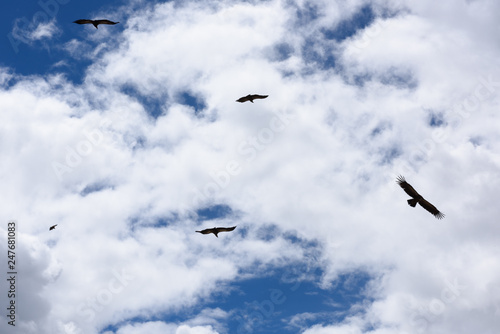 a group of Himalayan vultures flying in the sky at a sky burial site in Larung Gar(LuoRuo)(near Larung Gar Buddhist Academy) , Seda(Sertar), Sichuan, China. photo