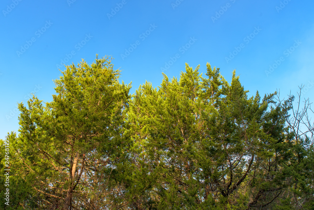 branches of a tree against blue sky branches of a tree against blue sky