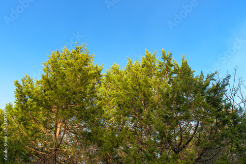 branches of a tree against blue sky