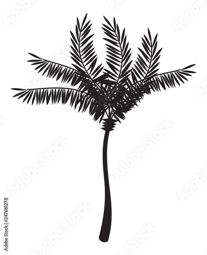 Palm silhouette isolated on a white.