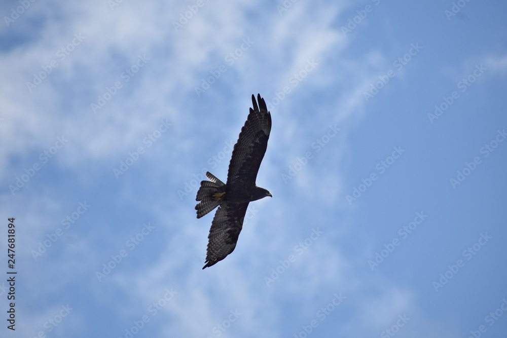 Galapagos hawk flying against the blue sky Galapagos hawk flying against the blue sky