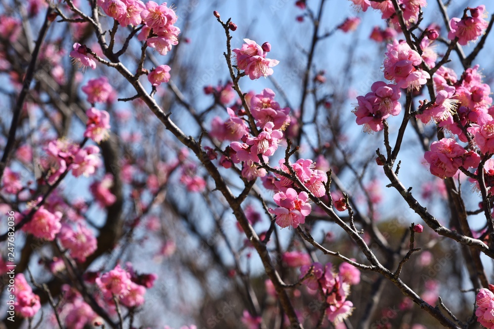 The Japanese plum blossoms brought spring scent The Japanese plum blossoms brought spring scent