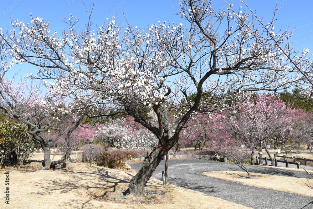 The Japanese plum blossoms brought spring scent The Japanese plum blossoms brought spring scent
