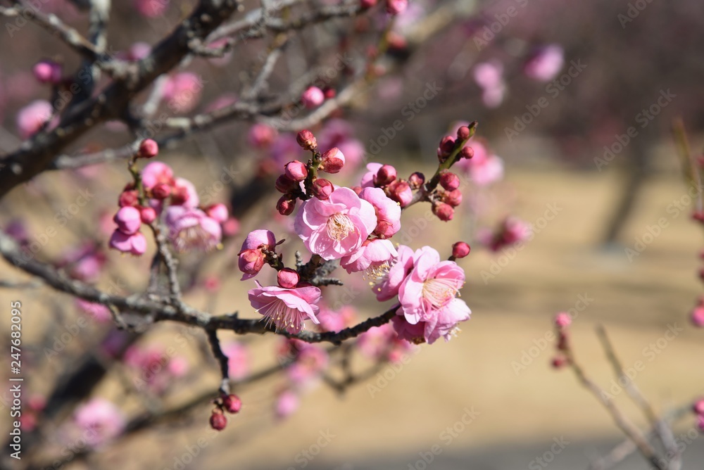 The Japanese plum blossoms brought spring scent The Japanese plum blossoms brought spring scent