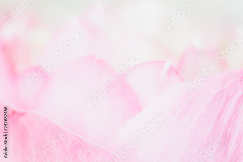 Sweet color lotus  in soft style for background © teen00000