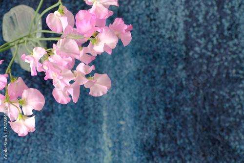 sweet pea flower