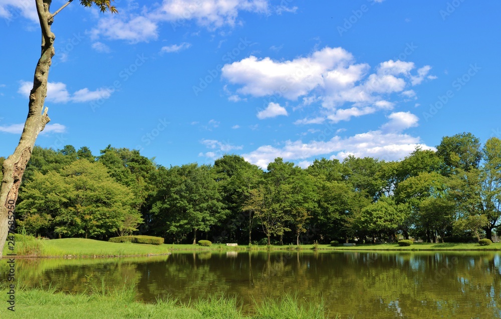 Fototapeta premium 風景 夏 とちぎ 公園