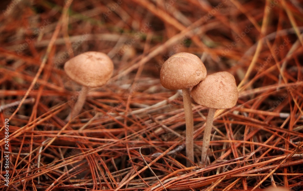 hongos hongos