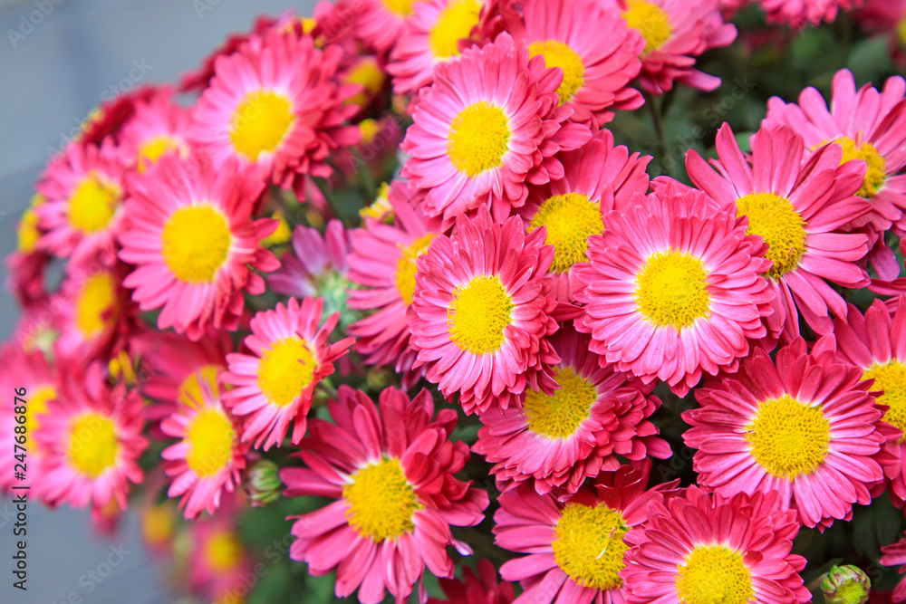 Chrysanthemum Chrysanthemum