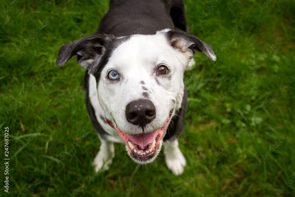 A black and white mixed breed dog with one blue eye and one brown eye smiles at the viewer with her tongue out.