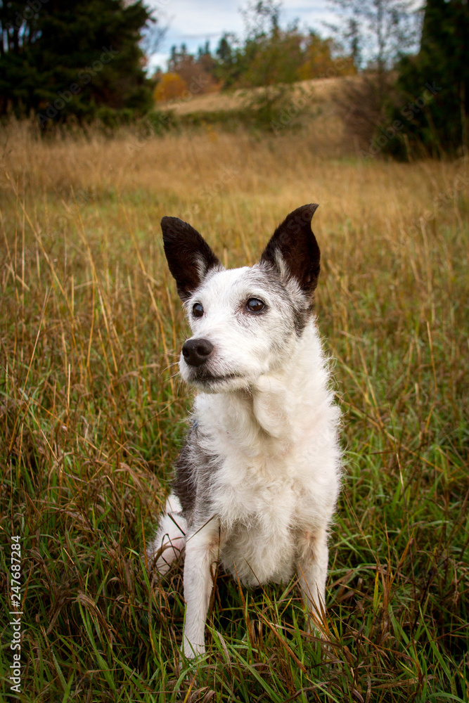 A small black and shite terrier mix dog stands in an autumn field of long grass, looking toward the side.