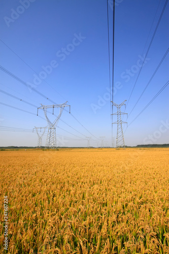 Rice and electric tower